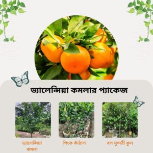 ভ্যালেন্সিয়া কমলার প্যাকেজ